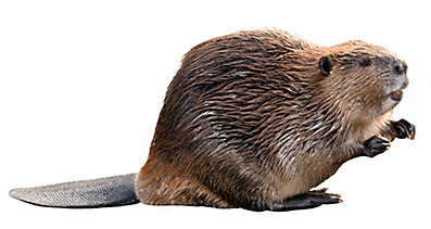 Beaver