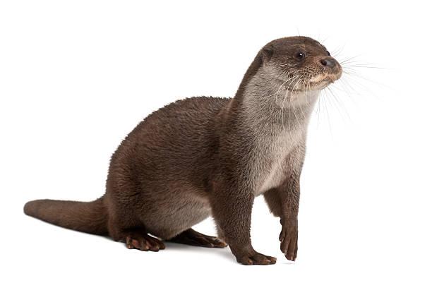 Otter